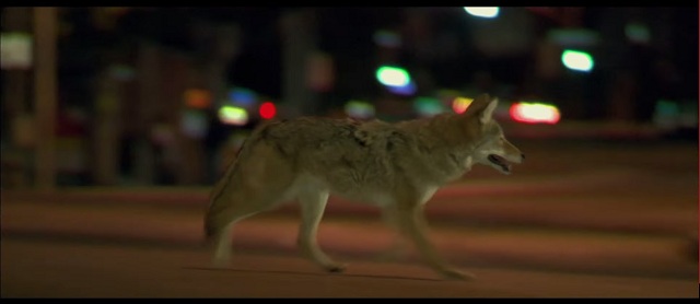 Collateral-Coyote